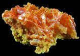 Bright Orange Wulfenite and Mimetite Cluster - Rowley Mine, AZ #49323-1